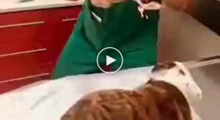 Опытный ветеринар без шрамов на руке, которого любят все животные