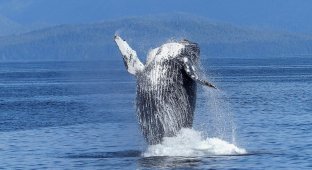 Нас почули: Вчені 20 хвилин спілкувалися з китом (5 фото + 1 відео)