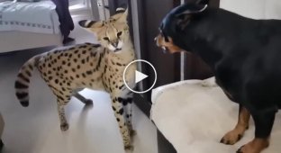 Сервал смог успокоить агрессивного пса