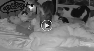 Cats take care of their owner, who sleeps very soundly