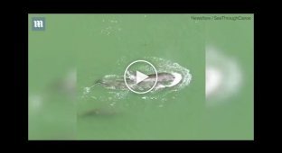 Трогательное видео дельфиниха не может смириться со смертью детеныша