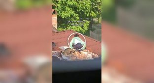 A boy made a cozy place to relax with a cat right on the roof