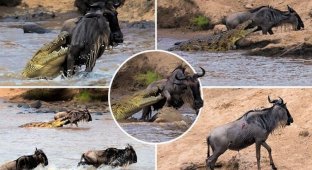 Антилопе посчастливилось вырваться из пасти крокодила (8 фото)