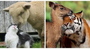 Неймовірні парочки: 20 несподіваних, але чарівних прикладів дружби серед тварин (21 фото)