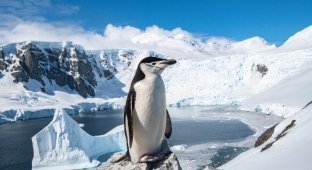 Пінгвінам Антарктики загрожує вимирання (2 фото)