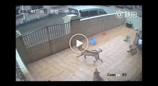 Huge guard dogs are being stolen in China