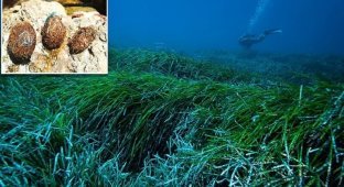 Морская трава поможет очистить океан от пластика (5 фото)