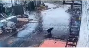 Работнику локомотивного депо удалось сбежать от медведя (1 фото + 2 видео)