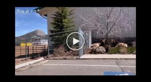 The deer lined up at the ticket office and ended up in Colorado