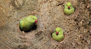 Лондон – город зеленых попугаев (6 фото)