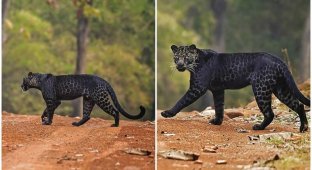В Индии заметили редчайшего черного леопарда за охотой (6 фото)