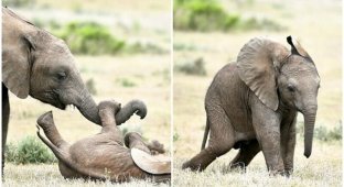Милота дня: старший брат щекочет маленького слоненка (15 фото + 1 видео)
