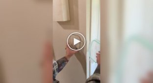 Попытка поймать паука провалилась