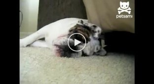 Во сне собака может нюхать
