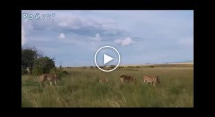 Лев спас львицу, отбив ее у соплеменниц в Кении