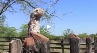 Peacefully pretending to be a log, the “ghost bird” opened its mouth and scared the woman