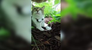 A cat's life from the first person