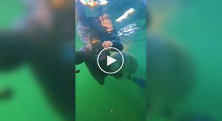 Ламантин - самый добрый и нежный зверь