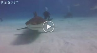 The shark stole a video camera and showed its insides