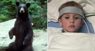 Дружелюбный медведь спас 3-летнего мальчика, пропавшего в лесу (4 фото)