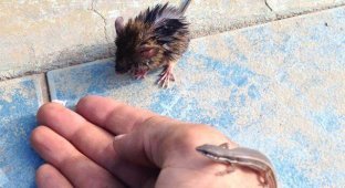 In the pool, a small mouse and a lizard were clinging to life with all their might (6 photos)