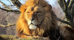Для чего льву огромная грива, которая явно мешает во время охоты? (7 фото + 1 видео)