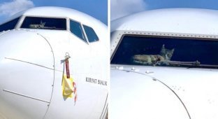 Кота на две недели забыли в пустом самолете (5 фото)