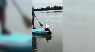 Мотор потужністю в одну котячу силу