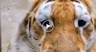 How a tiger meows