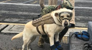 Эта служебная собака из Мексики за короткое начало карьеры спасла уже 52 человека (6 фото)