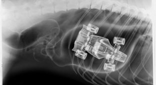 Рентгеновские снимки собак, которые жрут все в подряд (20 фото)
