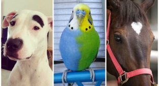 25 животных с самым необычным и красивым окарасом (31 фото)