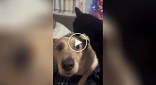 What's wrong with him: a cat scared a dog with a sudden attack of tenderness