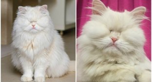 Персидская кошка ослепла в руках недобросовестного заводчика (13 фото + 1 видео)