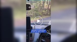 A kangaroo that obeys traffic rules