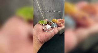Как выглядят различные виды лягушек в детстве и взрослом возрасте