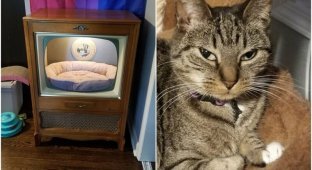 Клиент доволен: кошке смастерили домик из ретро-телевизора (14 фото)
