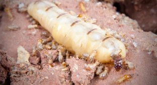 Termite mother: she is huge, lives 50 years and gives birth every 10 seconds (9 photos)