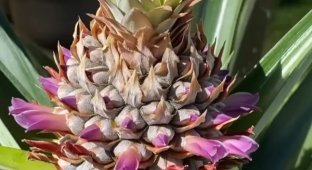 Японец показал как можно вырастить ананас из листьев (9 фото)