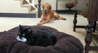 Why domestic dogs are inferior to cats in everything, forgiving even outright impudence (5 photos)