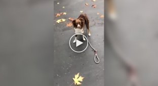 Dog reactions to a loose leash