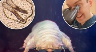 A tick that breeds on your face at night (9 photos + 1 video)