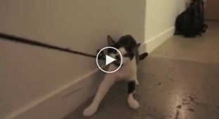 Как правильно выгуливать коту своего хозяина