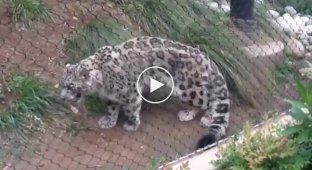 Funny reaction of a snow leopard to a new vegetable in the enclosure