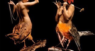 Классика Playboy - птицы Америки (16 фото) (эротика)