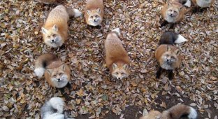 Japanese fox village (25 photos)