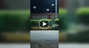 Cow scares lions in India