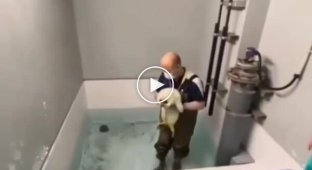 A baby seal saw water for the first time.