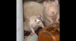 Щури розплодилися в житловому будинку в США