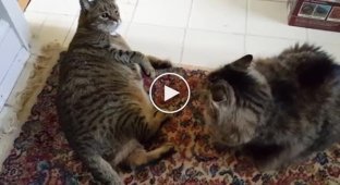 Fight between two fat cats